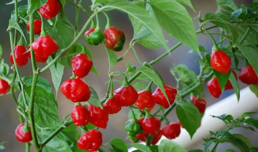 Rocotillo Pepper Seeds, (Capsicum chinense) Rare, Medium heat - Caribbean garden seed