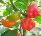 Rocotillo Pepper Seeds, (Capsicum chinense) Rare, Medium heat - Caribbean garden seed