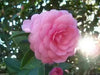 Rose of winter (Japanese Camelia Seeds) Ideal For Bonsai - Alabama  state flower - Caribbean garden seed
