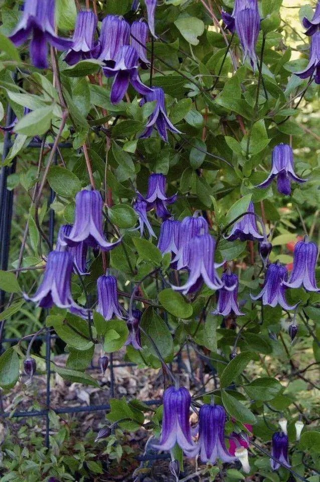Roguchi clematis (Starter Plant) Perennial VINE - Caribbean garden seed