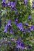 Roguchi clematis (Starter Plant) Perennial VINE - Caribbean garden seed