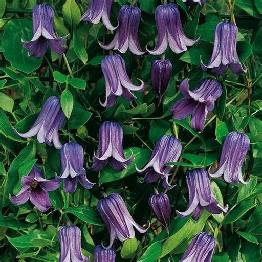 Roguchi clematis (Starter Plant) Perennial VINE - Caribbean garden seed