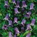 Roguchi clematis (Starter Plant) Perennial VINE - Caribbean garden seed