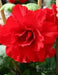 ROSE FORM RED  ( Bulbs) Fragrant BLOOM - Caribbean garden seed