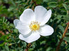 Rosa spinosissima, BURNET ROSE, SCOTCH ROSE Seed, PERENNIAL SHRUB - Caribbean garden seed
