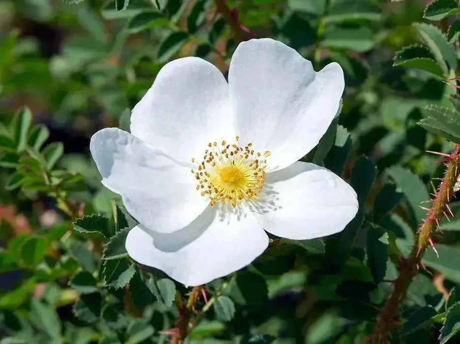 Rosa spinosissima, BURNET ROSE, SCOTCH ROSE Seed, PERENNIAL SHRUB - Caribbean garden seed