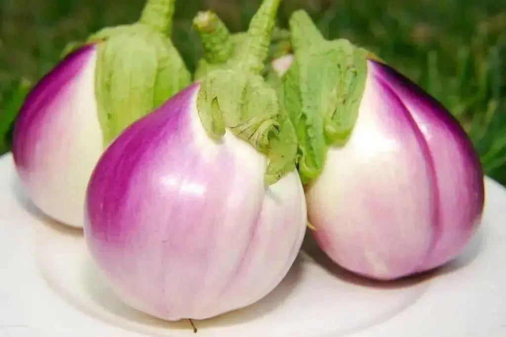 Rosa Bianca Eggplant Seeds- ANNUAL Vegetable - Caribbean garden seed