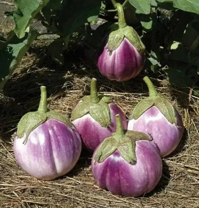 Rosa Bianca Eggplant Seeds- ANNUAL Vegetable - Caribbean garden seed