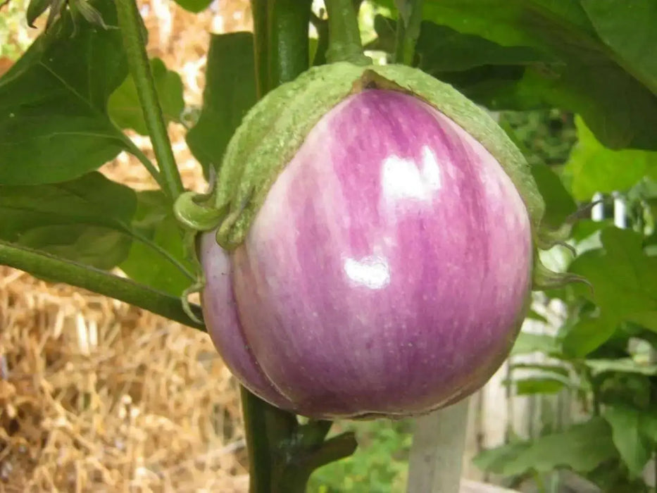 Rosa Bianca Eggplant Seeds- ANNUAL Vegetable - Caribbean garden seed