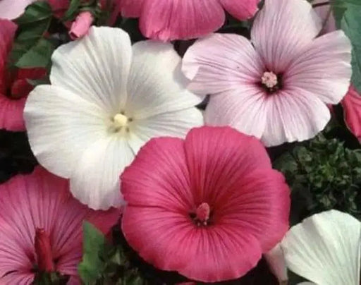 Rose Mallow Seeds - Mix ,hibiscus flowers - Caribbean garden seed