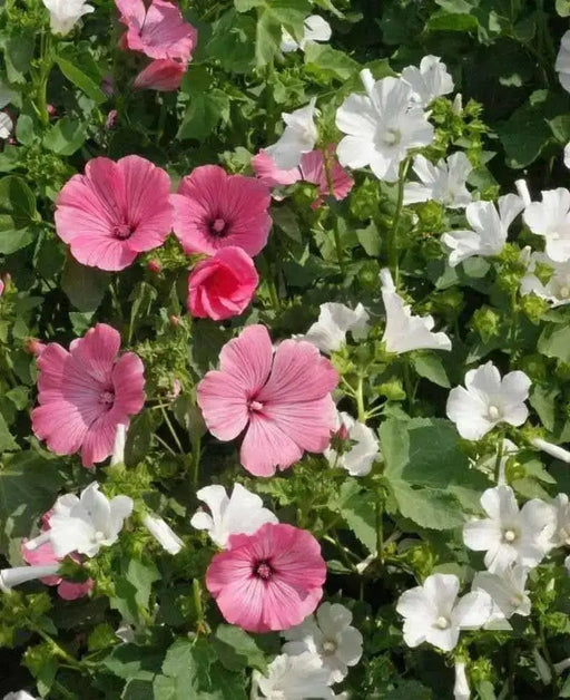 Rose Mallow Seeds - Mix ,hibiscus flowers - Caribbean garden seed
