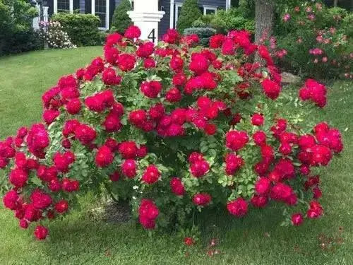 Rosa rugosa Rubra SEEDS, Perennial Shrub - Caribbean garden seed