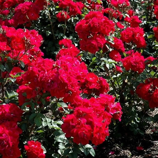 Rosa rugosa Rubra SEEDS, Perennial Shrub - Caribbean garden seed