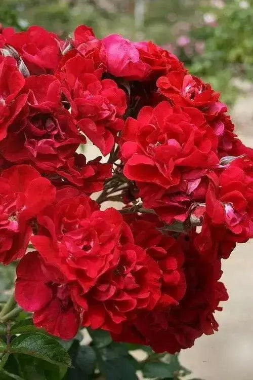 Rosa rugosa Rubra SEEDS, Perennial Shrub - Caribbean garden seed