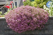 Rock Soapwort Flowers Seeds, Perennial Ground Cover - Caribbean garden seed