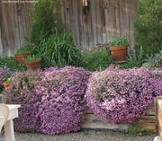 Rock Soapwort Flowers Seeds, Perennial Ground Cover - Caribbean garden seed