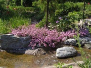 Rock Soapwort Flowers Seeds, Perennial Ground Cover - Caribbean garden seed