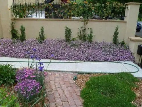 Rock Soapwort Flowers Seeds, Perennial Ground Cover - Caribbean garden seed