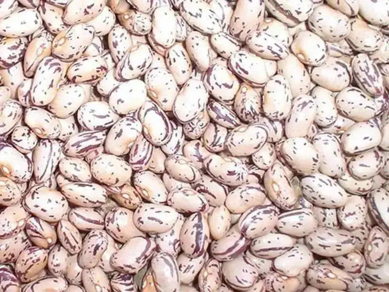 Romano Pole Bean Seeds, Itialian Heirloom ,Flat Pods - Caribbean garden seed