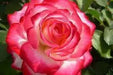 ROSE BUSH Fire & Ice  (1 Plant ) Perennial Shrub - Caribbean garden seed