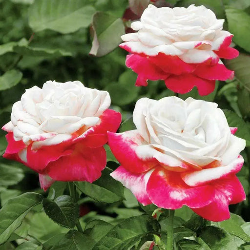 ROSE BUSH Fire & Ice  (1 Plant ) Perennial Shrub - Caribbean garden seed