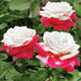 ROSE BUSH Fire & Ice  (1 Plant ) Perennial Shrub - Caribbean garden seed