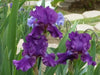Rosalie Figge Tall Bearded Iris, BAREROOT Plants, Iris Germanica - Caribbean garden seed
