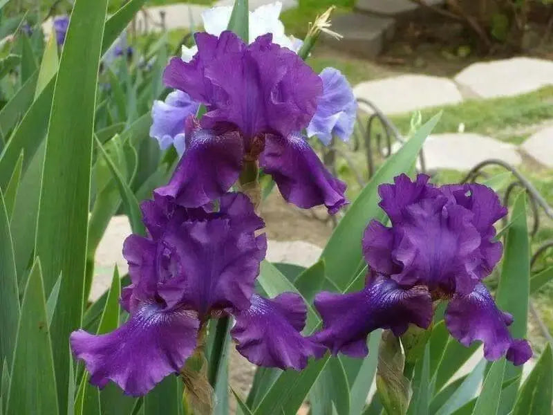 Rosalie Figge Tall Bearded Iris, BAREROOT Plants, Iris Germanica - Caribbean garden seed