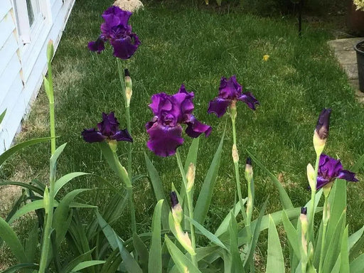 Rosalie Figge Tall Bearded Iris, BAREROOT Plants, Iris Germanica - Caribbean garden seed