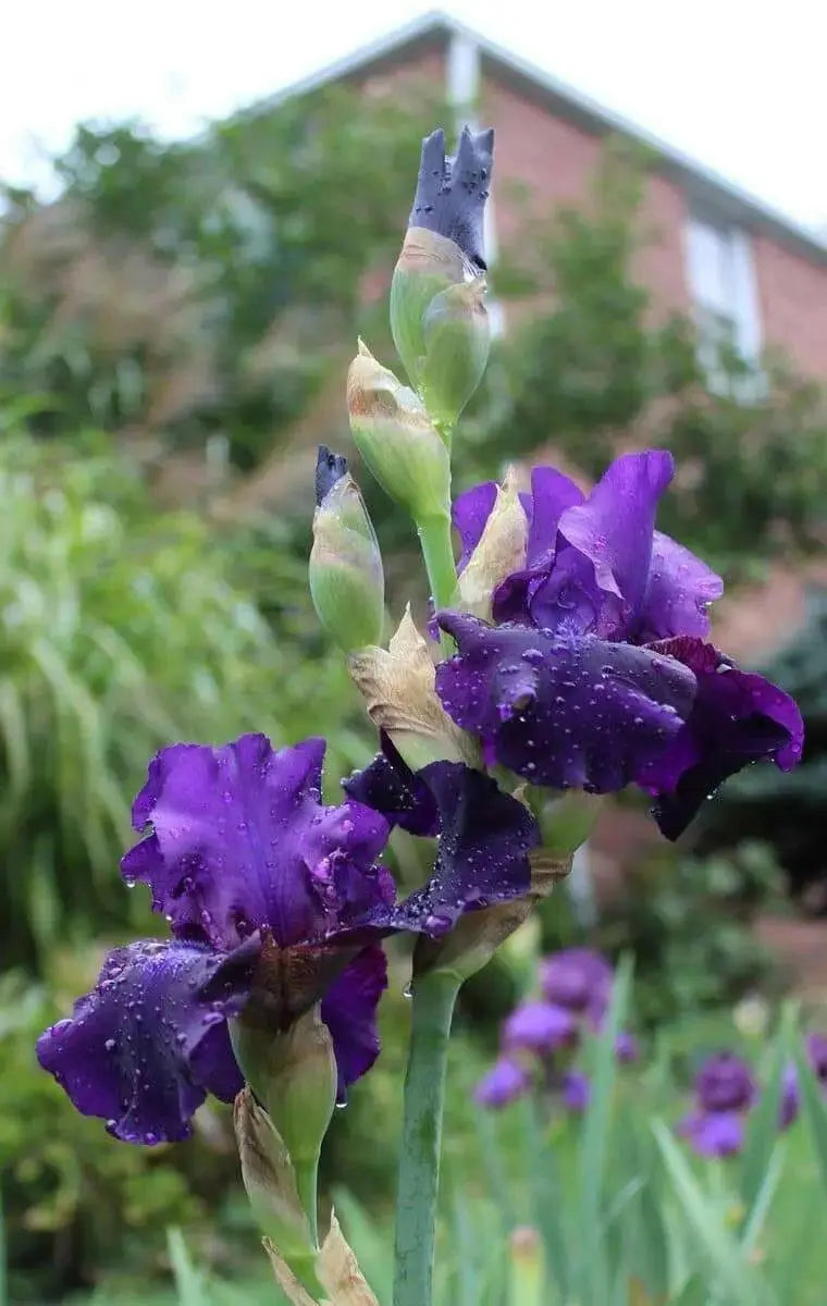 Rosalie Figge Tall Bearded Iris, BAREROOT Plants, Iris Germanica - Caribbean garden seed