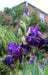 Rosalie Figge Tall Bearded Iris, BAREROOT Plants, Iris Germanica - Caribbean garden seed