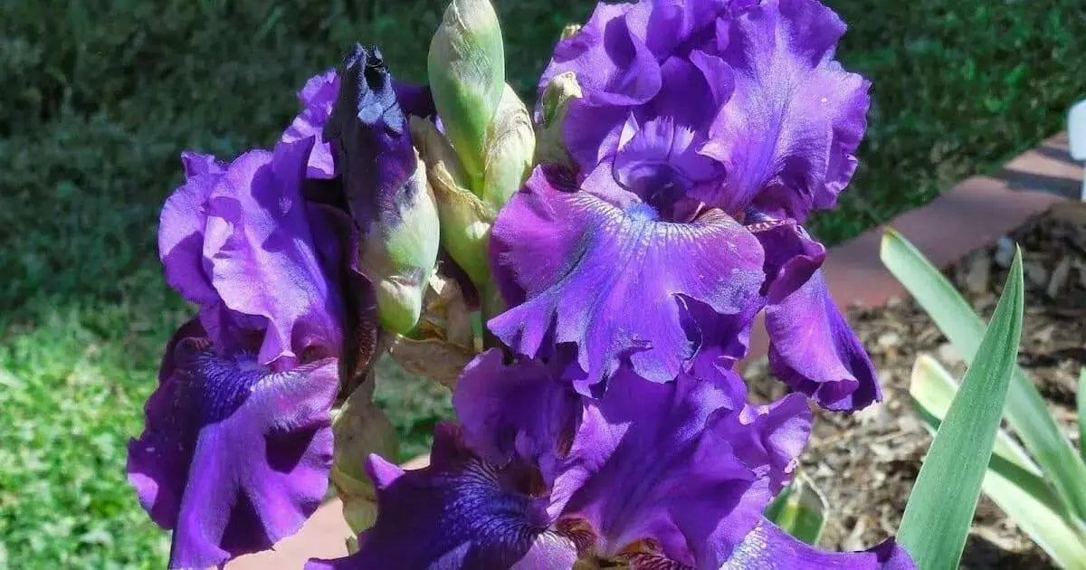 Rosalie Figge Tall Bearded Iris, BAREROOT Plants, Iris Germanica - Caribbean garden seed