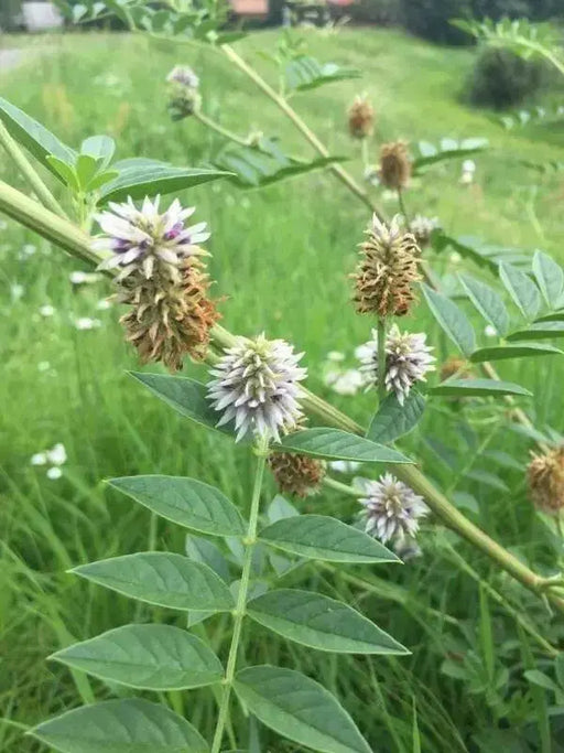 Roman Liquorice SEEDS,GLYCYRRHIZA echinata, - Caribbean garden seed