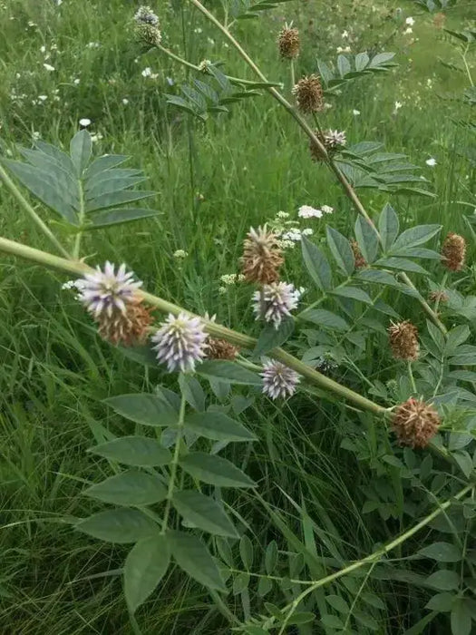 Roman Liquorice SEEDS,GLYCYRRHIZA echinata, - Caribbean garden seed