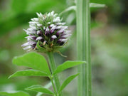 Roman Liquorice SEEDS,GLYCYRRHIZA echinata, - Caribbean garden seed
