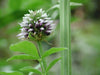 Roman Liquorice SEEDS,GLYCYRRHIZA echinata, - Caribbean garden seed