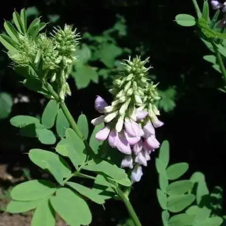 Roman Liquorice SEEDS,GLYCYRRHIZA echinata, - Caribbean garden seed