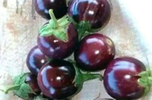 Round Purple" Thai Baby Eggplant Seeds " . Asian Vegetable - Caribbean garden seed