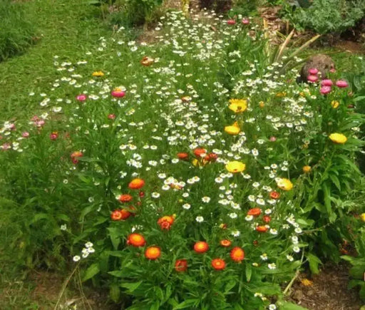 Roman Chamomile Seeds (Anthemis nobilis) Organically Grown Herb - Caribbean garden seed