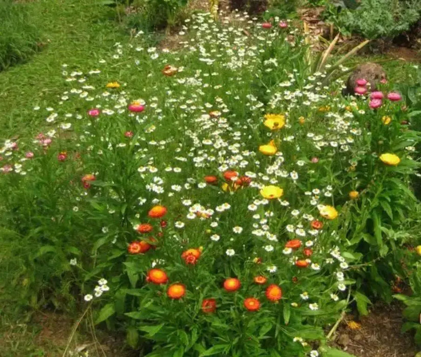 Roman Chamomile Seeds (Anthemis nobilis) Organically Grown Herb - Caribbean garden seed