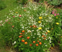 Roman Chamomile Seeds (Anthemis nobilis) Organically Grown Herb - Caribbean garden seed