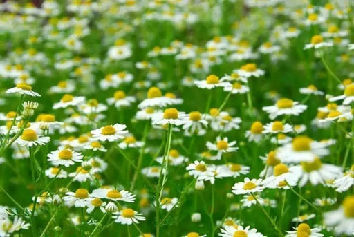 Roman Chamomile Seeds (Anthemis nobilis) Organically Grown Herb - Caribbean garden seed