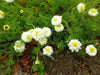 Roman Chamomile Seeds (Anthemis nobilis) Organically Grown Herb - Caribbean garden seed