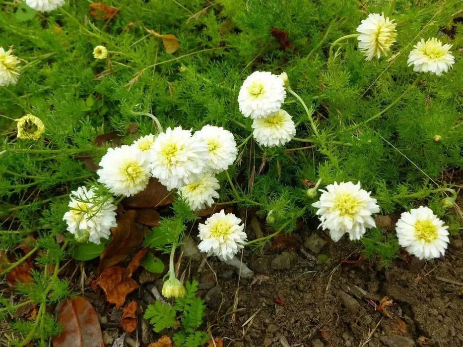 Roman Chamomile Seeds (Anthemis nobilis) Organically Grown Herb - Caribbean garden seed