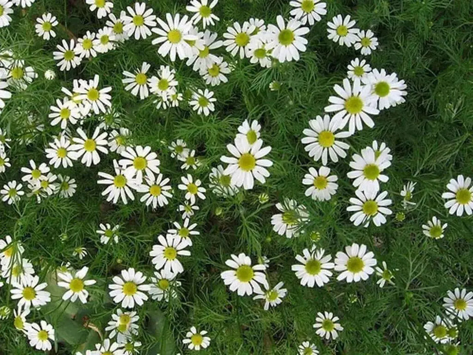 Roman Chamomile Seeds (Anthemis nobilis) Organically Grown Herb - Caribbean garden seed