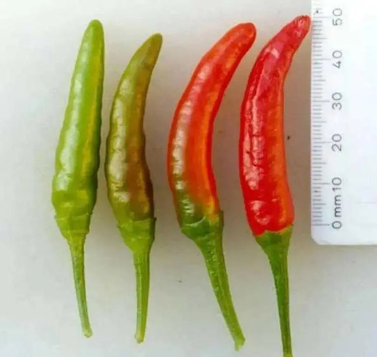 Rooster Spur , PEPPER SEEDS (Capsicum annuum) HOT - Caribbean garden seed