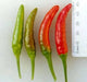 Rooster Spur , PEPPER SEEDS (Capsicum annuum) HOT - Caribbean garden seed