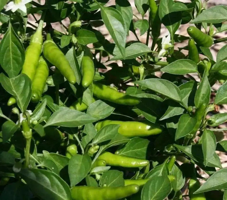 Rooster Spur , PEPPER SEEDS (Capsicum annuum) HOT - Caribbean garden seed