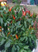 Rooster Spur , PEPPER SEEDS (Capsicum annuum) HOT - Caribbean garden seed