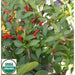Rooster Spur , PEPPER SEEDS (Capsicum annuum) HOT - Caribbean garden seed